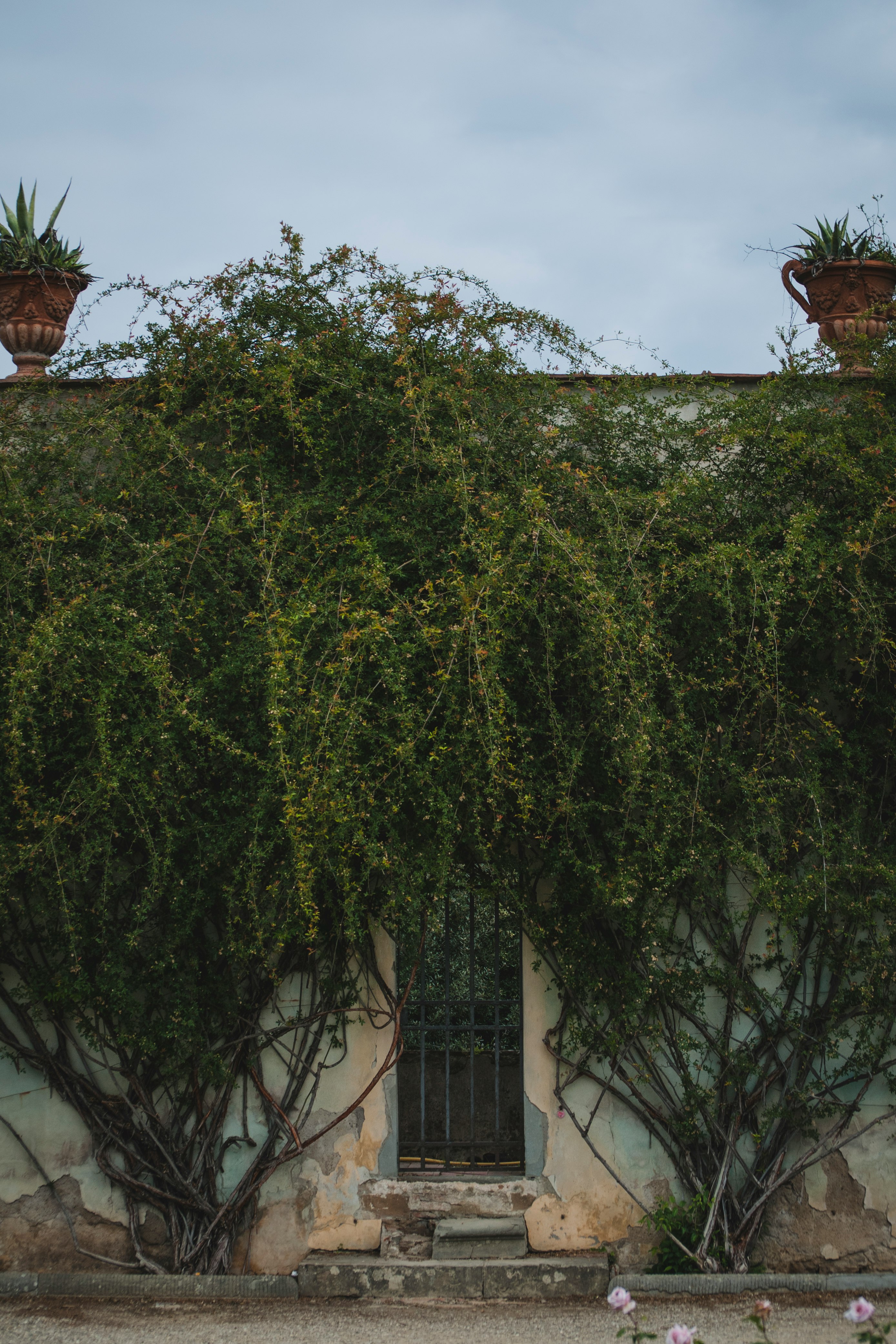 green plant against wall